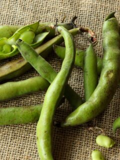 Raw Fava Beans
