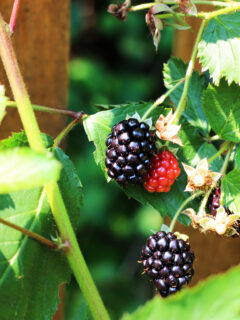 Blackberry Jam Picture