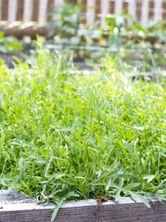 Bed of Arugula Photo