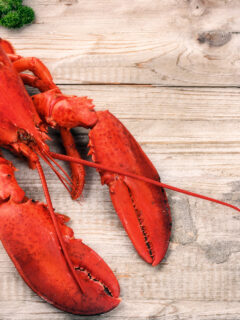 Lobster Photo