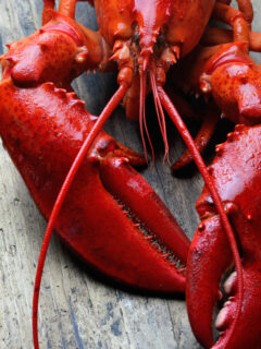 Lobster Pic