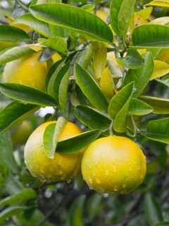 Yuzu Picture