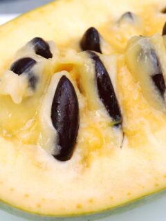 Pawpaw Photo