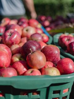 The Best Apples for Juicing