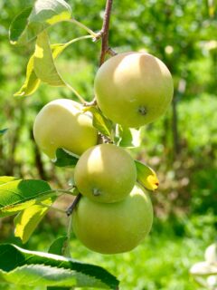 The Best Apples for Juicing Picture
