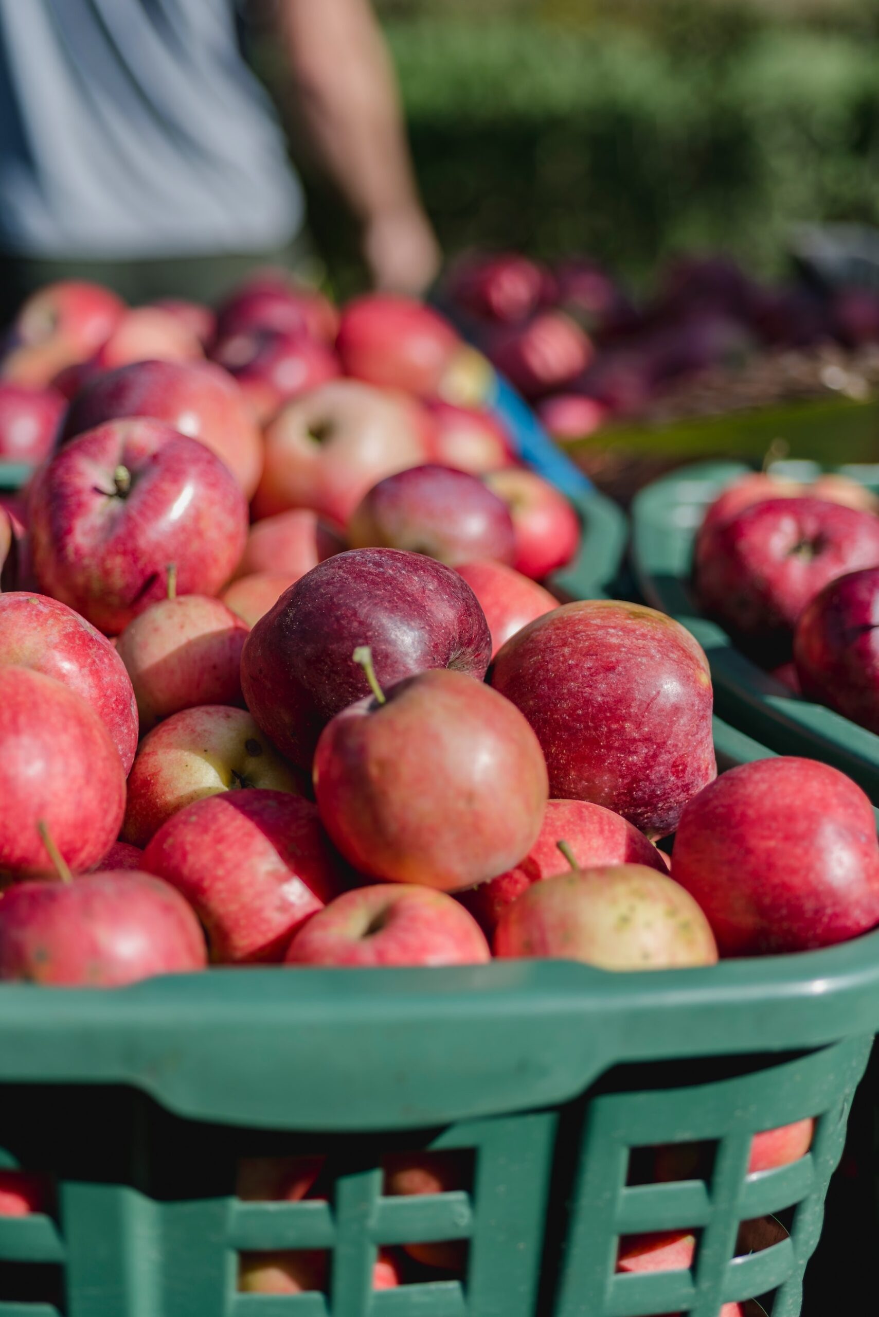 best apples for juicing food image