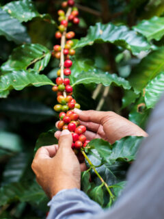 What Makes Cuban Coffee Different Picture