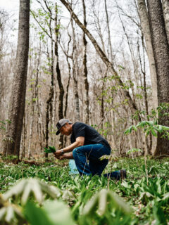 Courtesy Photo of Chef William Dissen Foraging